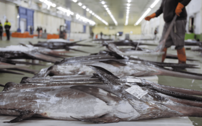 INTERFISH-España presenta su pieza audiovisual sobre la cadena de valor de la tintorera, pez espada y marrajo.